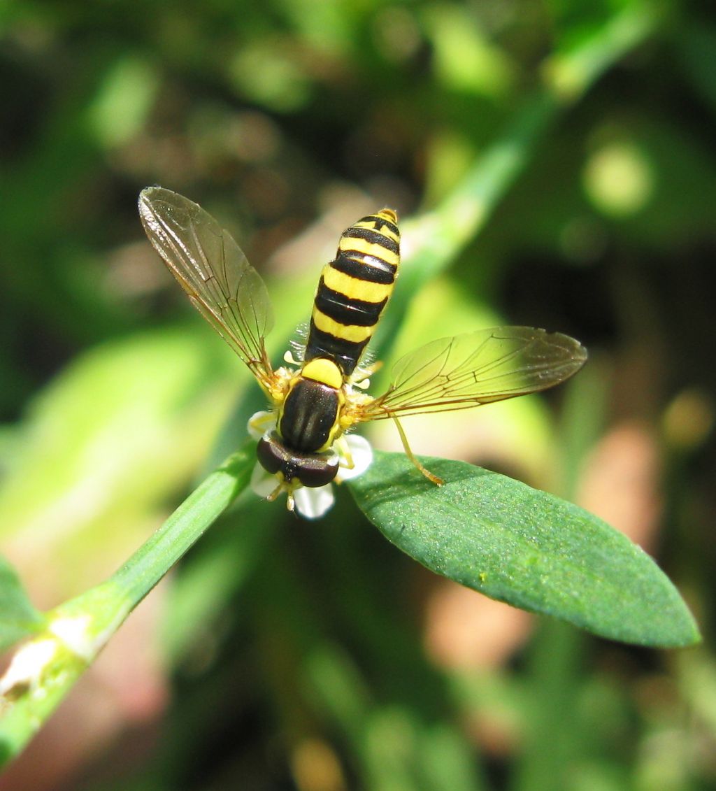 Sphaerophoria scripta?...  Spaerophoria sp., femmina